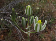 Albuca longipes