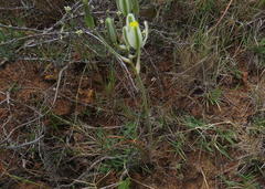 Albuca longipes