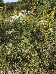 Eupatorium × truncatum