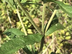 Eupatorium × truncatum
