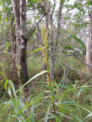 Scleria angusta