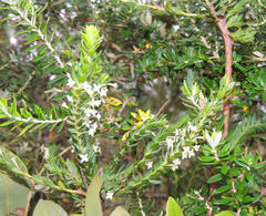 Struthiola pondoensis