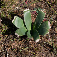 Ammocharis longifolia
