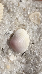 Chionopsis intapurpurea