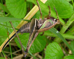 Alfredectes semiaeneus