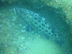 Epinephelus tukula