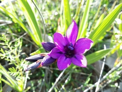 Babiana angustifolia