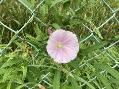 Calystegia pubescens