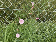 Calystegia pubescens