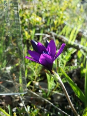 Babiana angustifolia