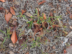 Dalbergia multijuga