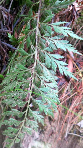 Egyptian spleenwort (Asplenium aethiopicum)