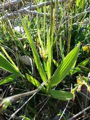 Babiana angustifolia