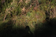 Persicaria madagascariensis