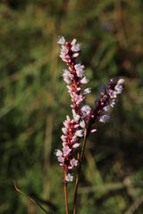 Persicaria madagascariensis