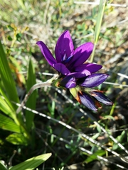 Babiana angustifolia