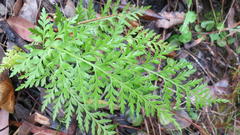 Asplenium adiantum-nigrum adiantum-nigrum