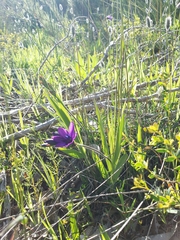 Babiana angustifolia