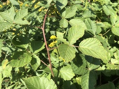 Rubus serissimus