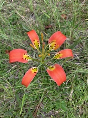 Lilium catesbaei image