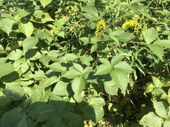 Rubus serissimus