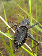 Acanthoplus discoidalis