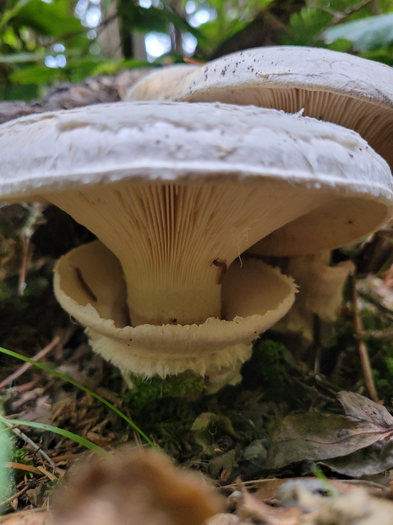 Catathelasma