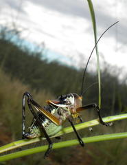 Acanthoplus discoidalis