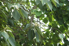 Cordia elaeagnoides