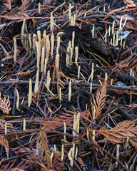 Clavariadelphus sachalinensis