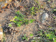 Lasiosiphon triplinervis