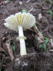 Amanita levistriata