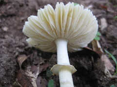 Amanita levistriata
