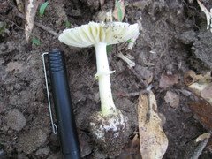 Amanita levistriata