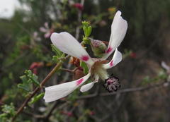 Anisodontea