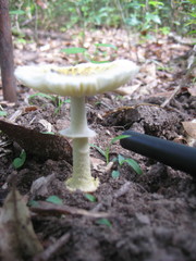 Amanita levistriata