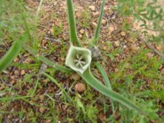 Colchicum coloratum burchellii