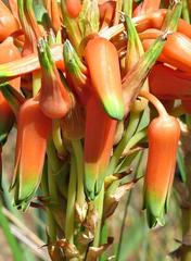 Aloe cooperi image