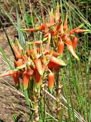 Aloe cooperi image