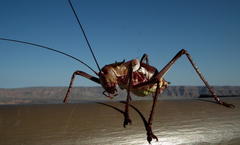 Acanthoplus longipes