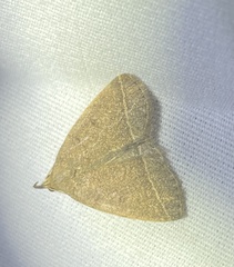 Zanclognatha marcidilinea