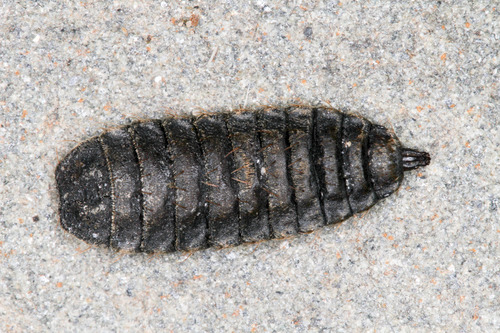 Black soldier fly