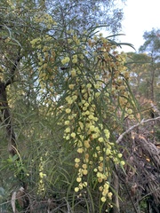 Acacia leprosa