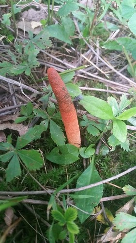 devil's dipstick (Mutinus elegans)