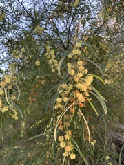 Acacia leprosa