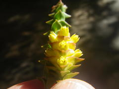 Penaea cneorum cneorum