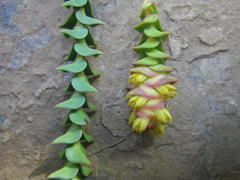 Penaea cneorum cneorum