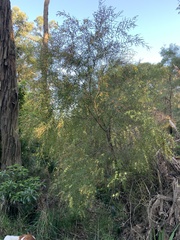 Acacia leprosa