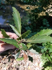Quercus muehlenbergii