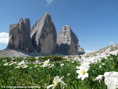 Anemonoides baldensis